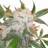 семена конопли индика White Widow regular Dutch Passion Seeds