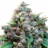 семена конопли Москва White Widow regular Dutch Passion Seeds