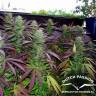 семена конопли для курения White Widow regular Dutch Passion Seeds