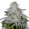 качественные семена конопли Franco's Lemon Cheese feminised Green House Seeds качественные семена конопли Franco's Lemon Cheese feminised Green House Seeds