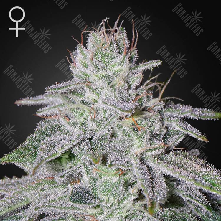 купить семена конопли Franco's Lemon Cheese feminised Green House Seeds купить семена конопли Franco's Lemon Cheese feminised Green House Seeds