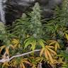 где заказать семена конопли Papaya regular Nirvana Seeds где заказать семена конопли Papaya regular Nirvana Seeds