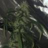 семена конопли Papaya regular Nirvana Seeds семена конопли Papaya regular Nirvana Seeds