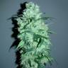 семена конопли Спб Auto Crystal Candy feminised Sweet Seeds