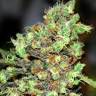 сортовые семена конопли Sensi Skunk feminised сортовые семена конопли Sensi Skunk feminised
