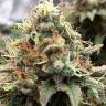 как купить семена конопли Sensi Skunk feminised как купить семена конопли Sensi Skunk feminised