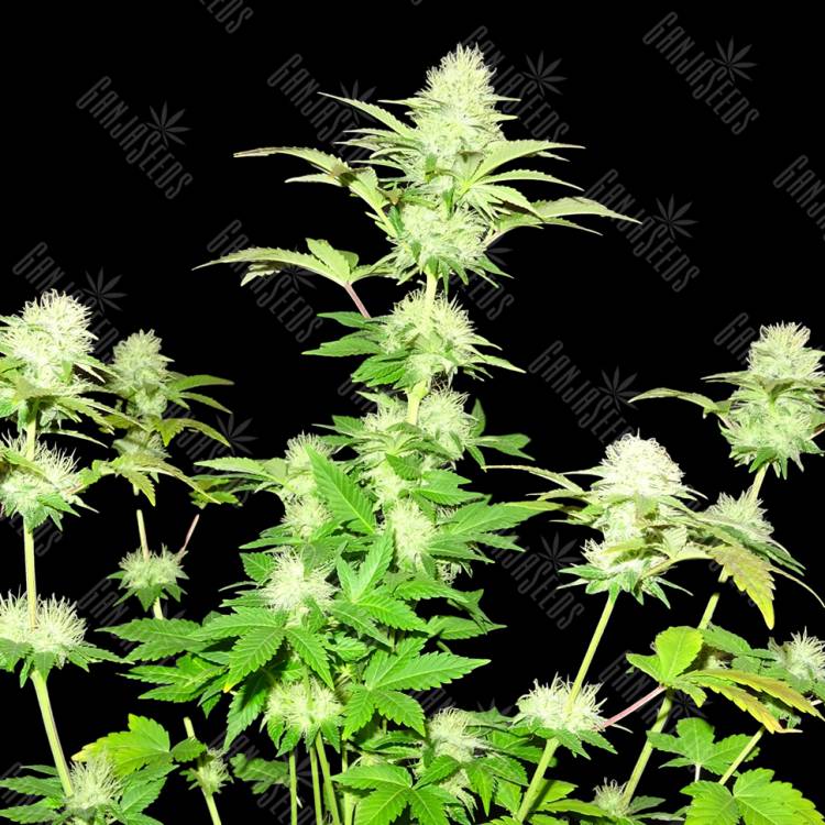 семена конопли феминизированные Hindu Kush x White Russian feminised семена конопли феминизированные Hindu Kush x White Russian feminised