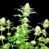 семена конопли феминизированные Hindu Kush x White Russian feminised семена конопли феминизированные Hindu Kush x White Russian feminised