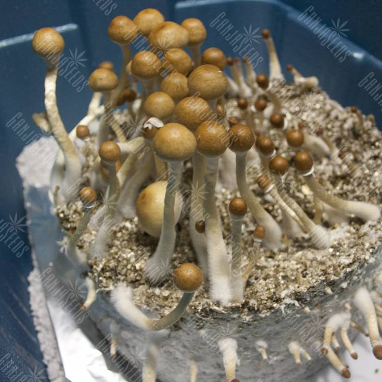 мицелии Z-strain мицелии Z-strain