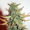 семена конопли гидропоники Auto Great White feminised семена конопли гидропоники Auto Great White feminised