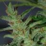 заказ семян конопли Auto Kalashnikova feminised Green House Seeds заказ семян конопли Auto Kalashnikova feminised Green House Seeds