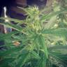 заказать качественные семена конопли Auto Kalashnikova feminised Green House Seeds заказать качественные семена конопли Auto Kalashnikova feminised Green House Seeds