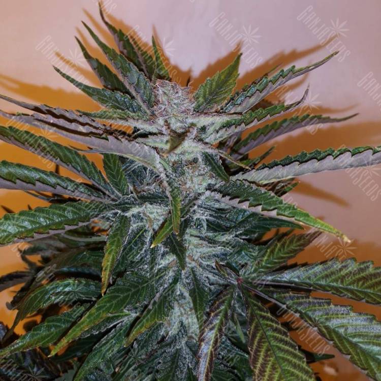регулярные семена конопли купить White Russian x White widow (Russian Widow) regular Ganja Seeds регулярные семена конопли купить White Russian x White widow (Russian Widow) regular Ganja Seeds