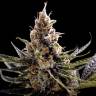 семена сортовой конопли Kosher Tangie (24k Gold) feminised DNA Genetics семена сортовой конопли Kosher Tangie (24k Gold) feminised DNA Genetics