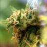 семена конопли в интернете White Widow x The Ultimate regular Dutch Passion Seeds семена конопли в интернете White Widow x The Ultimate regular Dutch Passion Seeds
