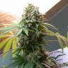 семена конопли элитных сортов White Widow x The Ultimate regular Dutch Passion Seeds семена конопли элитных сортов White Widow x The Ultimate regular Dutch Passion Seeds