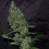 семена конопли гидропоники White Widow x The Ultimate regular Dutch Passion Seeds семена конопли гидропоники White Widow x The Ultimate regular Dutch Passion Seeds