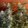заказать качественные семена конопли Holy Punch feminised Green House Seeds заказать качественные семена конопли Holy Punch feminised Green House Seeds