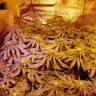 заказать на сайте семена конопли Holy Punch feminised Green House Seeds заказать на сайте семена конопли Holy Punch feminised Green House Seeds