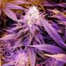 где можно заказать семена конопли Holy Punch feminised Green House Seeds где можно заказать семена конопли Holy Punch feminised Green House Seeds