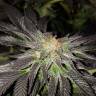 семена конопли наложенным платежом Pure Power Plant regular Nirvana Seeds семена конопли наложенным платежом Pure Power Plant regular Nirvana Seeds