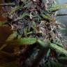 семена конопли для курения Auto Devil Cream feminised Sweet Seeds