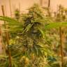 мощные сорта конопли San Fernando Lemon Kush feminised мощные сорта конопли San Fernando Lemon Kush feminised