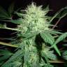 конопля семена сорта заказать Auto Northern Lights feminised конопля семена сорта заказать Auto Northern Lights feminised