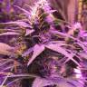 мощные сорта конопли Purple Kush feminised мощные сорта конопли Purple Kush feminised