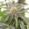 семена конопли элитных сортов Purple Kush feminised семена конопли элитных сортов Purple Kush feminised