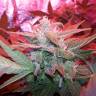 качественные семена конопли Auto Haze 2.0 feminised качественные семена конопли Auto Haze 2.0 feminised