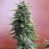 семена конопли f1 в оригинальной упаковке Top Skunk 44 feminised
