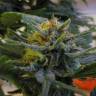 урожайные семена конопли Top Skunk 44 feminised урожайные семена конопли Top Skunk 44 feminised