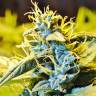 хорошие семена конопли Auto Northern Lights feminised Green House Seeds хорошие семена конопли Auto Northern Lights feminised Green House Seeds