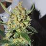 заказ семян конопли Спб Sweet Valley Kush feminised Green House Seeds заказ семян конопли Спб Sweet Valley Kush feminised Green House Seeds