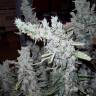 заказать качественные семена конопли Thai Fantasy feminised Kannabia Seeds заказать качественные семена конопли Thai Fantasy feminised Kannabia Seeds