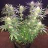 хорошие семена конопли Raspberrry Cough regular Nirvana Seeds хорошие семена конопли Raspberrry Cough regular Nirvana Seeds