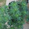 конопля семена сорта заказать Raspberrry Cough regular Nirvana Seeds конопля семена сорта заказать Raspberrry Cough regular Nirvana Seeds