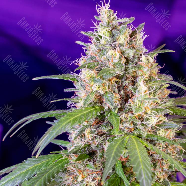 S.A.D. Sweet Afgani Delicious feminised Sweet Seeds S.A.D. Sweet Afgani Delicious feminised Sweet Seeds