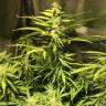 урожайные семена конопли Auto Royal Cookies feminised Royal Queen