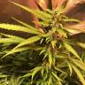 семена конопли дешево Auto Royal Cookies feminised Royal Queen