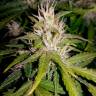 Семена конопли автоцветов Auto Royal AK feminised Ganja Seeds Семена конопли автоцветов Auto Royal AK feminised Ganja Seeds