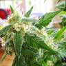 Top Skunk 44 x AK 47 feminised Ganja Seeds Top Skunk 44 x AK 47 feminised Ganja Seeds