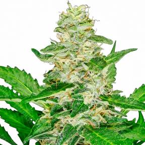 Auto Afghani Skunk feminised RuSeeds