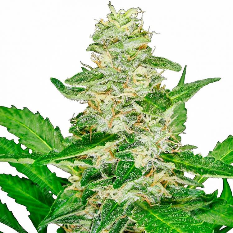 Auto Afghani Skunk feminised RuSeeds Auto Afghani Skunk feminised RuSeeds