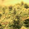 семена конопли курьером Karakum feminised Bang Seeds семена конопли курьером Karakum feminised Bang Seeds