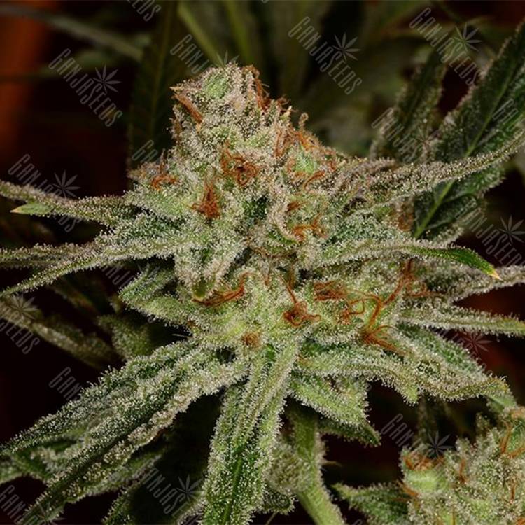 семена конопли дешево Karakum feminised Bang Seeds семена конопли дешево Karakum feminised Bang Seeds