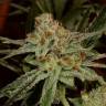 семена конопли дешево Karakum feminised Bang Seeds семена конопли дешево Karakum feminised Bang Seeds