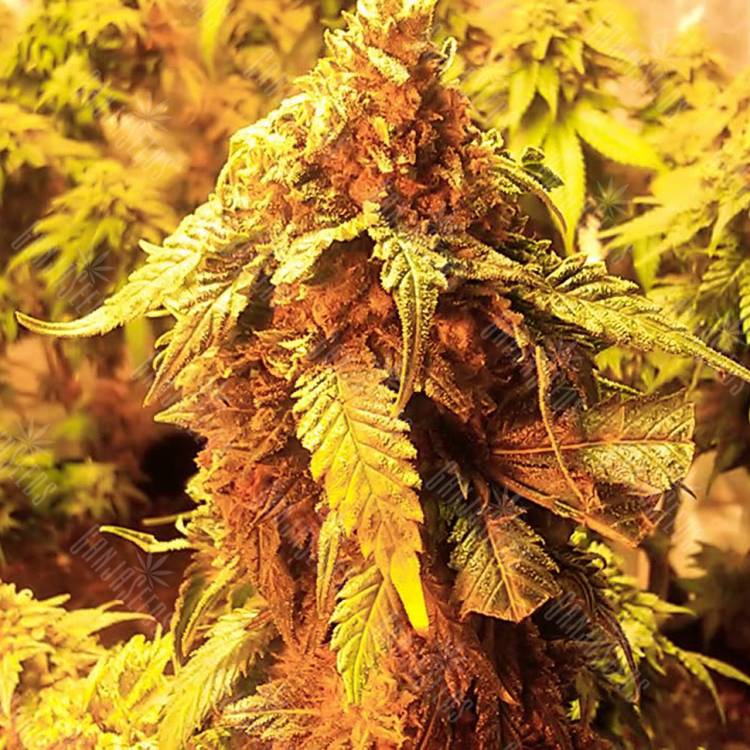 купить семена конопли LA Cannalope feminised DNA Genetics купить семена конопли LA Cannalope feminised DNA Genetics