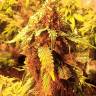 купить семена конопли LA Cannalope feminised DNA Genetics купить семена конопли LA Cannalope feminised DNA Genetics